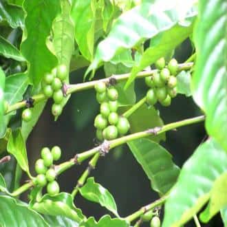Stay In A Villa In Chikmagalur, Chikmaglur 5